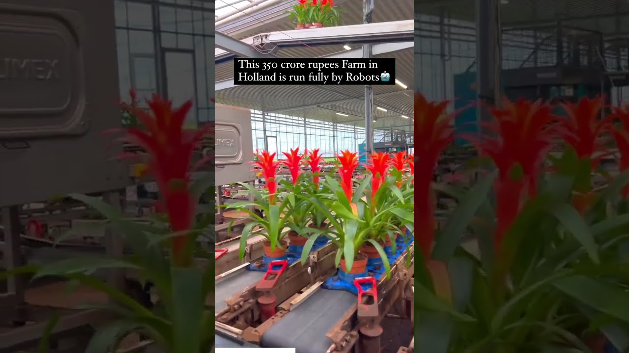 This farm in holland is run 100% by robots and automationOnly a few labour exist to operate it!