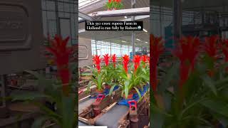 This farm in holland is run 100% by robots and automationOnly a few labour exist to operate it!