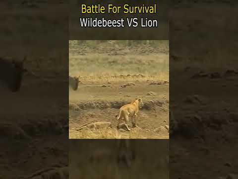 Battle For Survival | Wildebeest VS Lion
