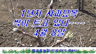 4월 8일 1년차 사과묘목 싹이 나오고 있