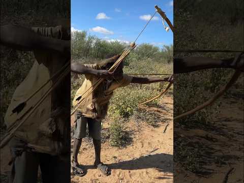 Hadzabe use very heavy bows for hunting | see this #africantribe #hadzabetribe #africa