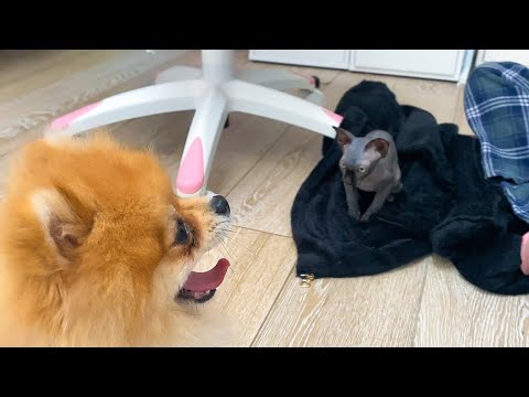 PRIMO INCONTRO tra il CUCCIOLO di GATTO e i MIEI CANI!!!