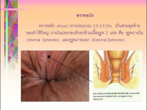 ยาเสพติดเพิ่มความแข็งแรงในผู้ชาย ความแข็งแรงในวัยหนุ่มสาว