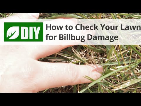  How to Check Your Lawn for Billbug Damage  Video 