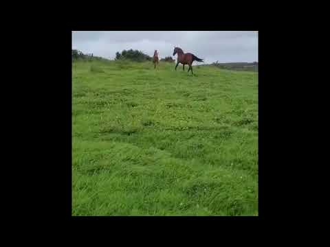 Striking Filly Foal - Image 2
