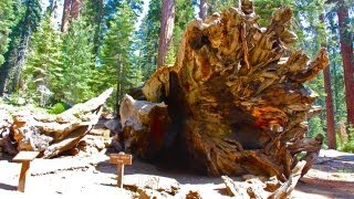 preview picture of video 'Yosemite: Wawona Tunnel Tree (in HD)'