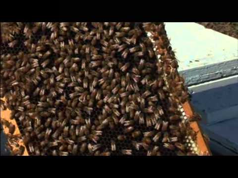 A Fruit and Nut Case Part 1 of 2