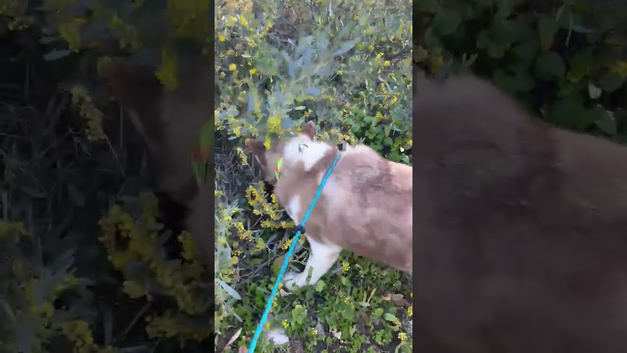 Enlarge Apollo (C000-753) - Chino Hills Location, a Adoptable Husky in Chino Hills, CA video 6/6