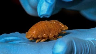Disgusting Fish Tongue Louse Found In Meal | Earth Lab