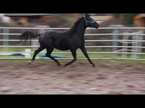 Diamond Little Totilas Junior - FOR SALE - Rappe Dressur Hengst - Duir Ask Ichschi