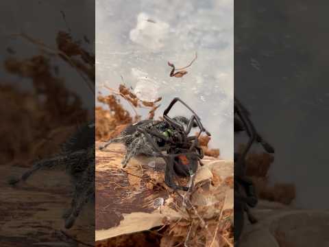 Jumping spider vs Black Widow!😈😱#bugs #nature #insects #insectlovers #bugwars #blackwidow