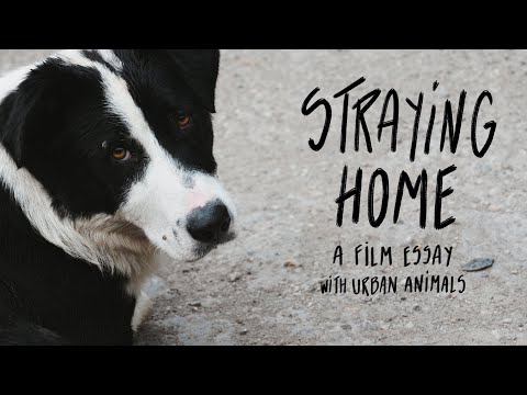 Straying home - Film teaser (2025)