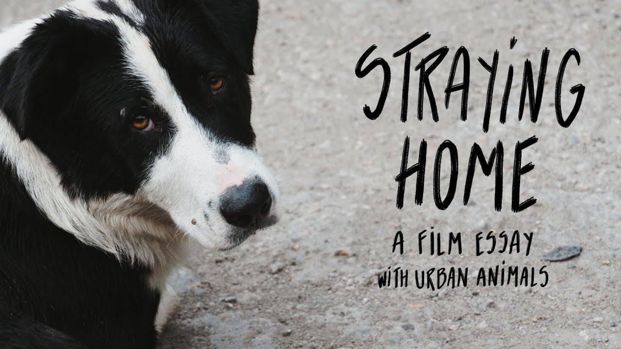 Straying home - Film teaser (2025)