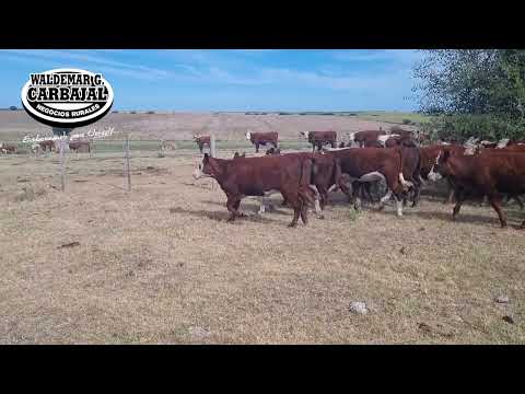 Entrada 108 (Cert - 5912) - 15 Terneras 227 Kg