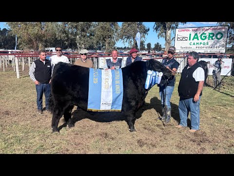 NESTOR ALDAZABAL - GRAN CAMPEÓN MACHO DE BAHÍA BLANCA 2026