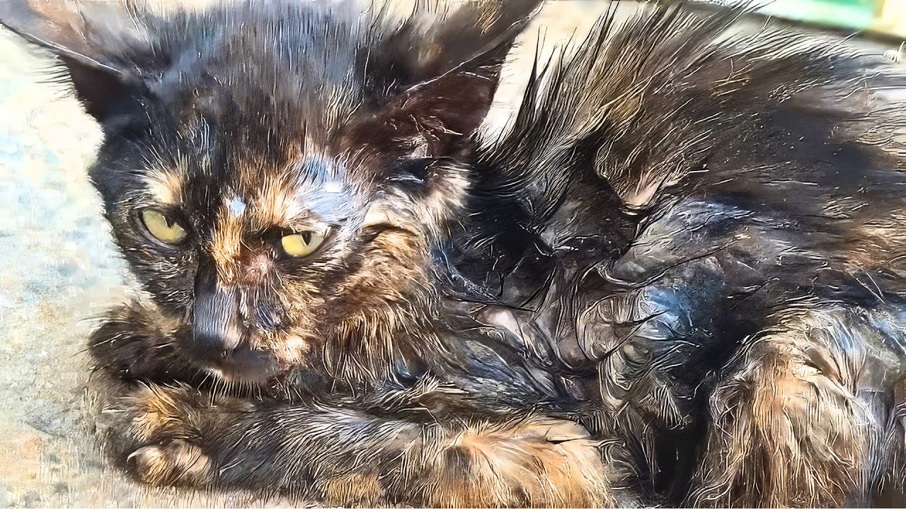 When a Kid Sprayed the Stray Kitten with Water, I Couldn’t Hesitate Anymore