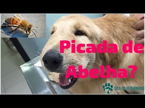 Inchado como tratar abelha de picada o olho de