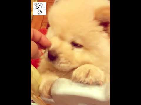 鬆獅犬 堡堡 怎麼可以這麼可愛