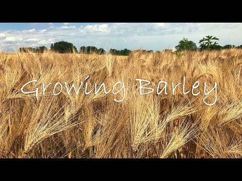 Growing barley