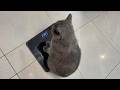Try Not To Laugh Best Funny Cat Videos 2026