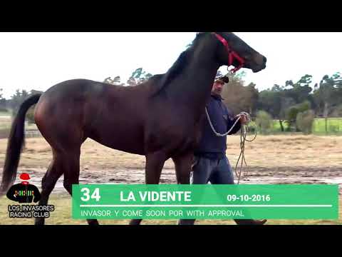 Lote LA VIDENTE