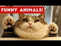 Funniest Pet Bloopers Moments Compilation October 2016 Kyoot Animals