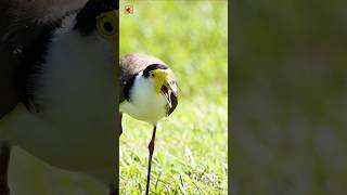 Amazing Masked Lapwing Sounds (Masked Lapwing Vocalizing On Grass)