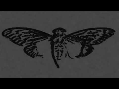 Cicada explained