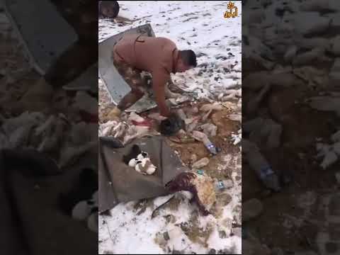 جندي عراقي ينقذ كلبة وجرائها من الثلوج