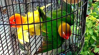 Download lagu PANCINGAN JEBOL BIRAHI BUNYI, BIKIN EMOSI LOVEBIRD JANTAN & BETINA mp3 Download lagu PANCINGAN JEBOL BIRAHI BUNYI, BIKIN EMOSI LOVEBIRD JANTAN & BETINA mp3