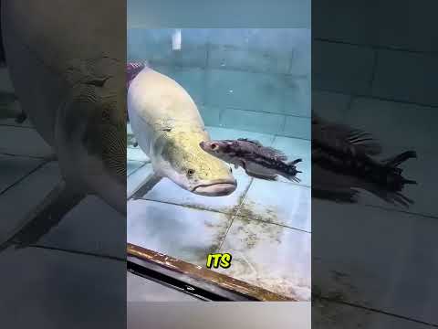 Arapaima The Amazon Fish That Moves in a Blink!