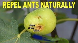 Keep Ants Out Of Potted Plants Naturally With This Simple Trick