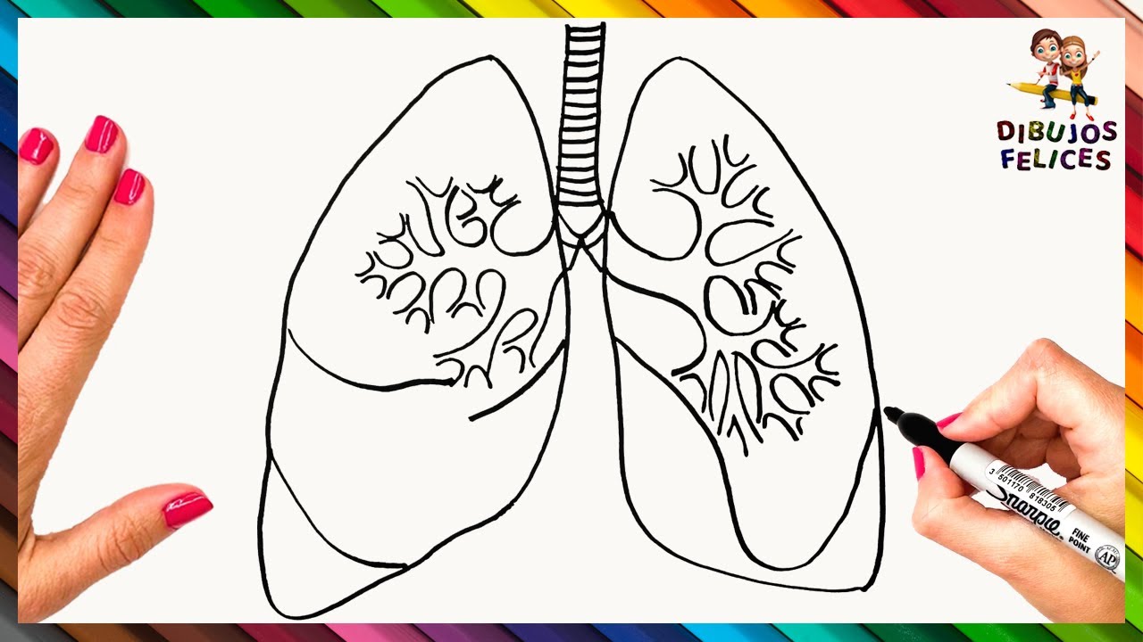 Cómo Dibujar Unos Pulmones Paso A Paso - Dibujo Fácil De Pulmones