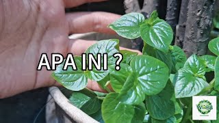 Download lagu HARTA KARUN DI SEKITAR RUMAH KITA || (Peperomia pellucida) mp3 Download lagu HARTA KARUN DI SEKITAR RUMAH KITA || (Peperomia pellucida) mp3