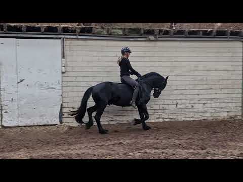 Stal Okkema's Doetse - Eise x Time - gelding - 2017