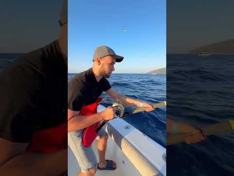 Profesyonel orkinso avı #fishing #orkinos #balık