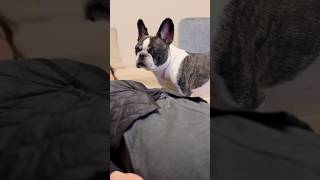愛情が爆発する愛犬