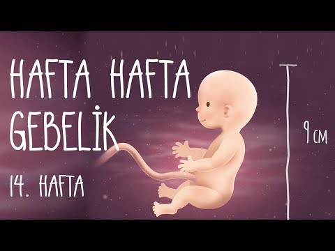 Hafta Hafta Gebelik 14. hafta