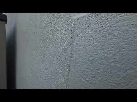 Acrobat Ants Trailing Up Into the Home in Rumson, NJ