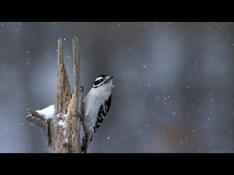 How Do Birds Stay Warm in the Winter?