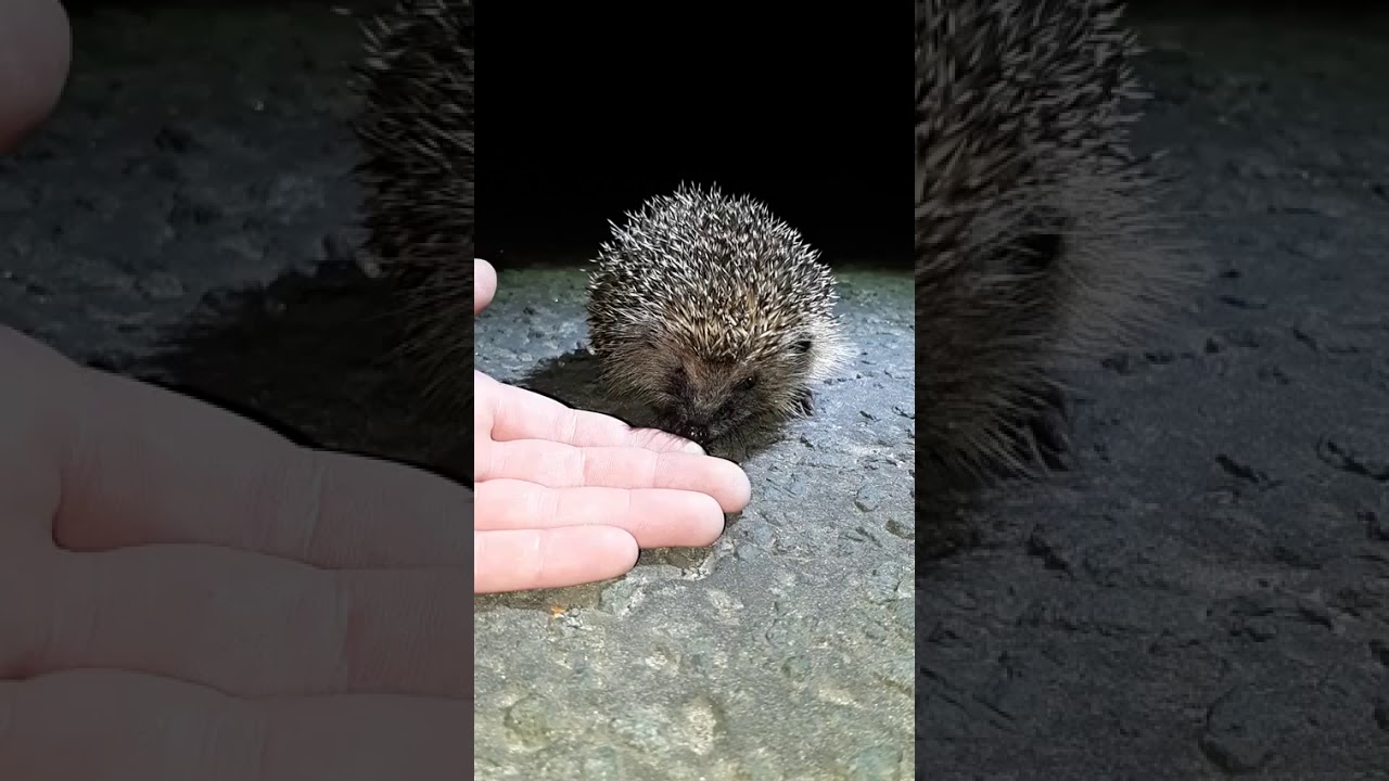 Man Rescues Hedgehog With Cup Stuck on Head Near Loch Lomond - YouTube