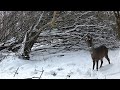 Roe Deer In The Snow