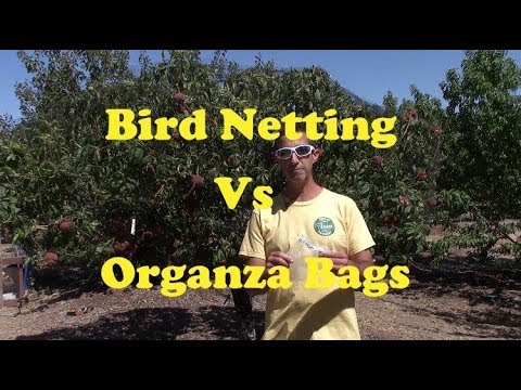 YouTube video about: How to protect peaches from birds?