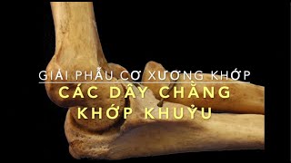 Giải phẫu Khớp khuỷu và các dây chằng