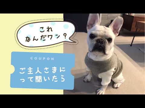 #ワンワンU・x・Uお悩み相談室 9️⃣9️⃣〜越前市「おもちくん」🐶ドラレコ交通事故の証拠や安全運転の確認に役立つよ