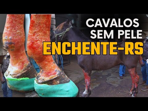 Cavalos imersos nas enchentes do RS perdem até 40% da pele