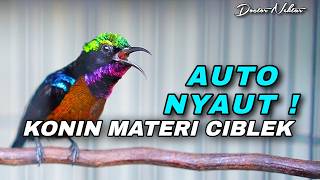 Download lagu KOLIBRI NINJA GACOR FULL ISIAN BREN CIBLEK COCOK UNTUK MASTERAN KONIN TROTOL DI RUMAH AGAR CEPAT ON mp3 Download lagu KOLIBRI NINJA GACOR FULL ISIAN BREN CIBLEK COCOK UNTUK MASTERAN KONIN TROTOL DI RUMAH AGAR CEPAT ON mp3