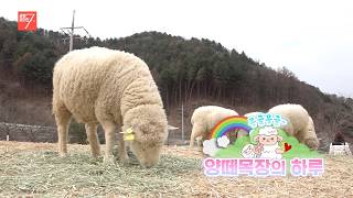 몽글몽글~ 양떼목장의 하루 / 강원매거진7 / [우리 동네 사는 이야기] / G1방송 / 260306