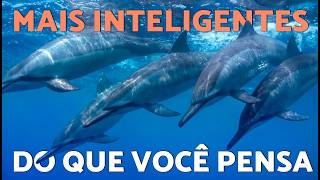 Porque é que os GOLFINHOS são os "GÉNIOS" do OCEANO🐬✨ Os golfinhos são inteligentes?