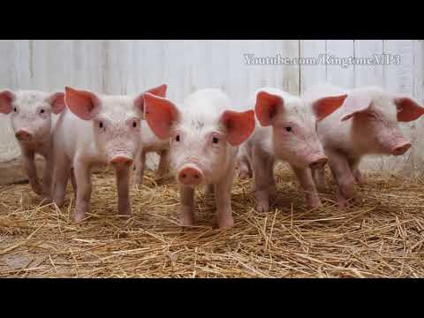 Pig Voice || Pig Sound || Animal Sound || Animal ringtone || Suar ki Awaj ||